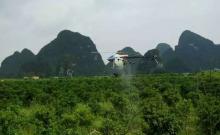 中国砂糖桔第一县引进天鹰兄弟植保无人机防治红蜘蛛