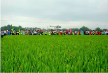 广西桂平举行天鹰兄弟植保无人机防治病虫害观摩会