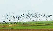 老农无人机巡护候鸟 湿地承载他的梦想