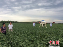 中国首用无人机播撒捕食螨 在新疆棉田实施绿色防控