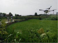 富顺:水稻二代螟虫无人机专业化防控服务工作取得实效