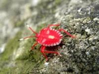 真新奇，植保无人机竟然还可用于喷洒捕食螨防治棉田害虫