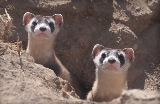 美国政府计划用无人机在黑足鼬附近投放含有疫苗的M&M巧克力豆
