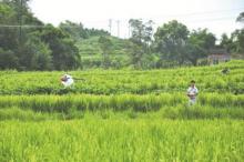 水稻制种泸县首次用无人机“赶花”