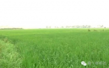 无人机洒药反遭虫害 公司人员已撤离