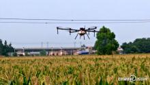 华阴潼关等地玉米遇粘虫危害 当地动用无人机防控
