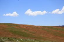 西藏首次使用无人机航测藏羚羊迁徙行为