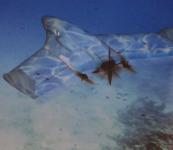 可以上天下海的无人机，这种设计也是没谁了！