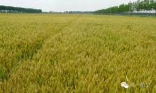 植保无人机发展对比，中国最落后