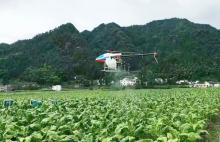 四川天鹰兄弟植保无人机助烟农降本增效