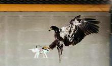 现实版老鹰抓"小鸡":荷兰警方派老鹰抓无人机