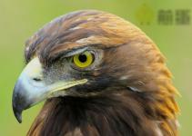 颤抖吧无人机，猎鹰战警真的来了