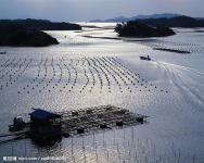 食从天降 无人机成喂鱼“神器”