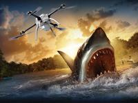 无人机监控鲨鱼，澳大利亚真会玩