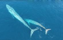 无人机美海岸拍摄到罕见蓝鲸哺育幼鲸画面
