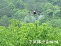 无人机授粉初见成效 林分株产23公斤
