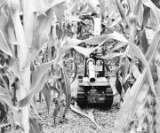 胜过无人机 高秆农作物打药无难题