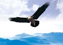 老鹰大战无人机，动物版“神鹰突击队”