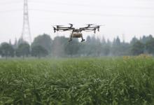 无人机对茭白农田进行农药喷洒作业
