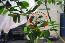 国外院校着力研究无人机避障 借生物学突破