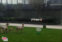 成都洪泰首台无人机下线成功试飞 "制造"变"智造"