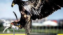 法国军方训练老鹰抓捕无人机 数千米之外即可识别