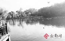 无人机“入侵” 吓坏翠湖红嘴鸥