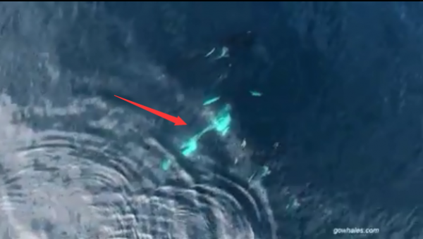 无人机操作员拍到虎鲸进食罕见画面