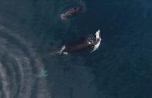 无人机拍摄"杀人鲸"捕食场面壮观：一口秒杀巨鲨