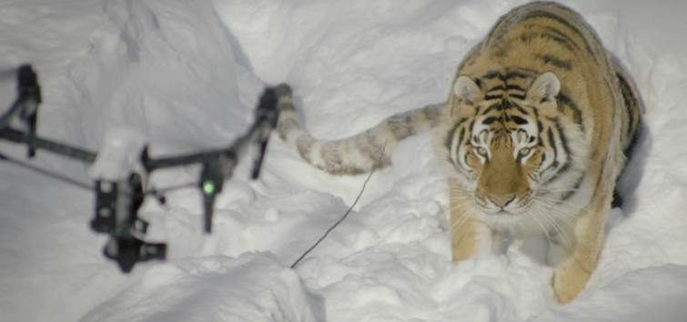 航拍东北虎雪地嬉戏 虎目怒对无人机