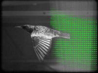 受8种动物启发而设计出的无人机