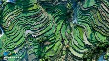金佛山下梯田漫游 无人机意外捕获大地最美曲线