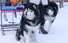 赏冰乐雪无人机巡拍大赛在五大连池风景区首站启动