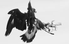 金雕捕无人机 一抓一个准儿