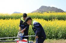 云南罗平：无人机新科技为数万亩油菜稳产增收