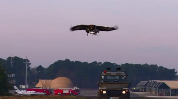 【视频】法国空军训练老鹰抓捕无人机