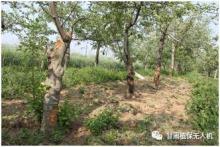 苹果树常见病害与防治