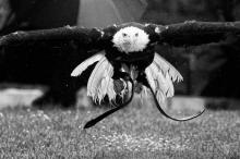 这个3D打印的镜头，可以让无人机拥有锐利如鹰的眼睛 | 潮科技