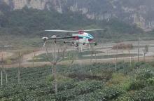 天鹰兄弟植保无人机喷洒防冻剂助茶树安全越冬