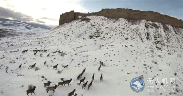 《重罚！1500只麋鹿受到无人机惊扰》