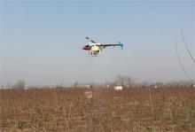 防治蚜虫病害 千亩桃园飞来了天鹰兄弟植保无人机
