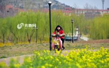 油菜花开春意浓 无人机俯瞰济南百亩金色“画卷”