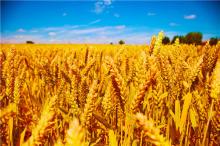 高科新农三大突破：解决我国植保无人机实用化困局