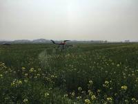 杭州萧山推广应用农用无人机为油菜喷药