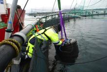 带激光的智能水下无人机被用来消灭鱼类寄生虱