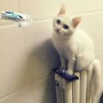 5位DOBBY无人机用户和他们的明星宠物