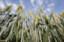 小麦赤霉病来袭，极飞服务队员帮你攻克