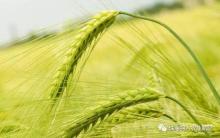 农用无人机高调入农业，将越来越重要！