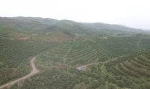 在湖南永兴县，他用无人机给果树打药闯出了一番事业