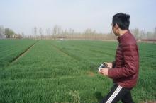 山东高青县无人机“飞防”作业唱主角